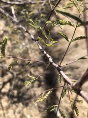 Prosopis velutina