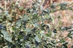 Medicago sativa