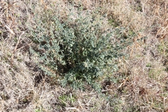 Medicago sativa