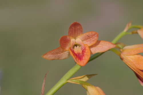 Orthochilus aurantiacus image