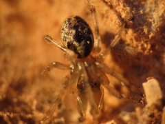 Enoplognatha mandibularis