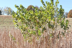 Populus deltoides