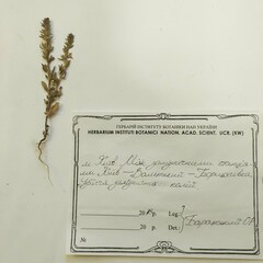 Veronica verna