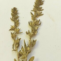 Veronica verna