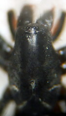 Micaria coarctata
