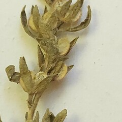 Veronica verna