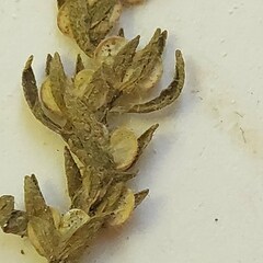 Veronica verna