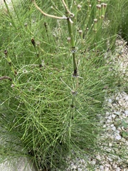 Equisetum myriochaetum