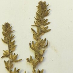 Veronica verna