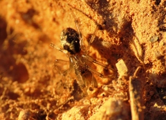 Enoplognatha mandibularis