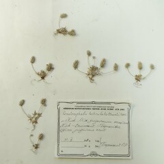 Ceratocephala testiculata