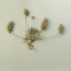 Ceratocephala testiculata