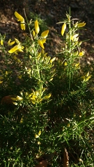 Ulex parviflorus