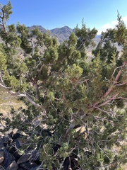 Juniperus monosperma