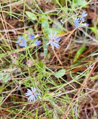 Symphyotrichum adnatum