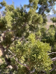 Juniperus monosperma