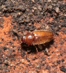 Cryptophagidae