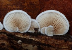 Crepidotus variabilis