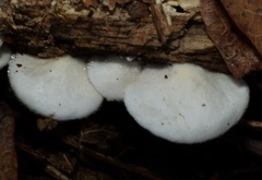 Crepidotus variabilis