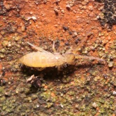 Orchesella