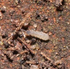 Vertagopus pseudocinereus