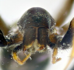 Micaria coarctata
