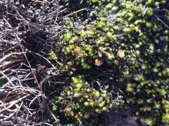 Breutelia substricta