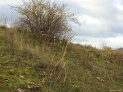 Celtica gigantea
