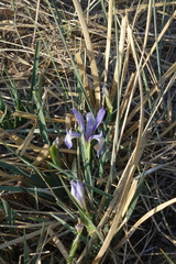 Iris lactea biglumis