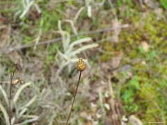 Mantisalca salmantica