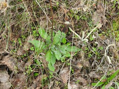 Mantisalca salmantica