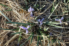 Iris lactea biglumis