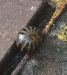 Arthrosphaera