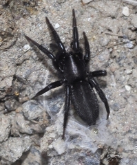 Zelotes