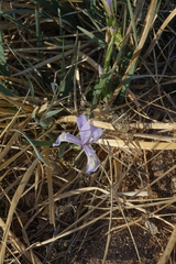 Iris lactea biglumis