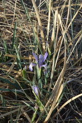 Iris lactea biglumis