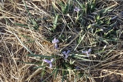 Iris lactea biglumis