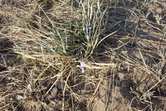 Iris lactea biglumis