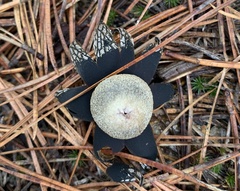 Astraeus hygrometricus