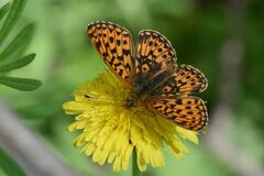 Boloria euphrosyne