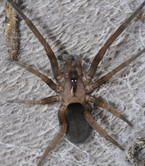 Filistata insidiatrix