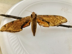 Protambulyx strigilis