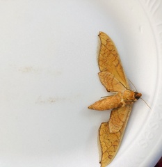 Protambulyx strigilis