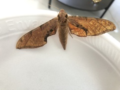 Protambulyx strigilis