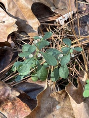 Scutellaria integrifolia