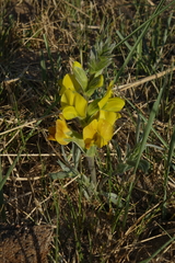 Thermopsis mongolica