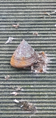 Calliostoma zizyphinum