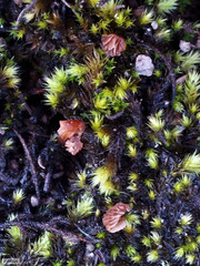 Breutelia substricta