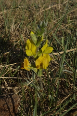 Thermopsis mongolica
