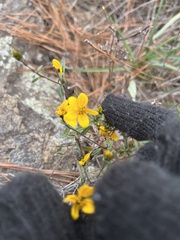 Helianthus porteri
